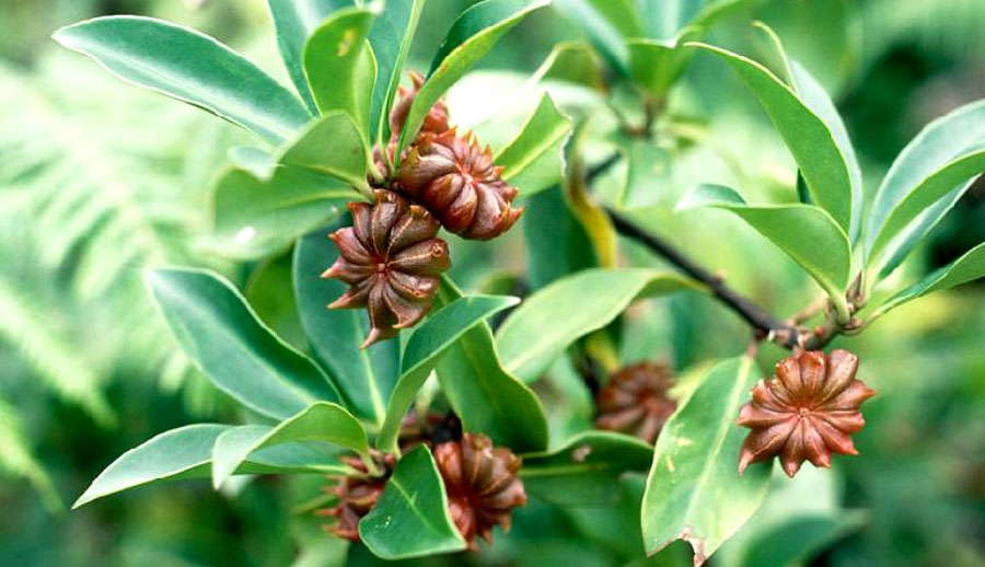 Những Bài Thuốc Chữa Bệnh Có Hiệu Quả Từ Đại Hồi
