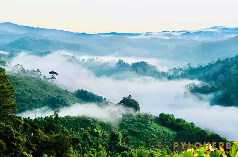Nước Hoa Dược Liệu PyLoHerb - Hương Ký Ức Của Núi Rừng Măng Đen
