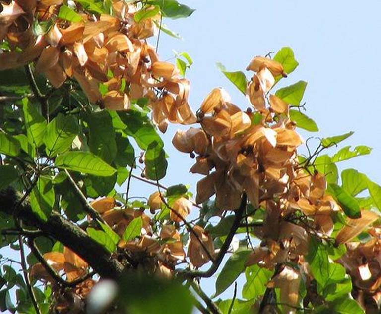 Hạt Ươi Bay Rừng – Khắc Tinh Của Táo Bón