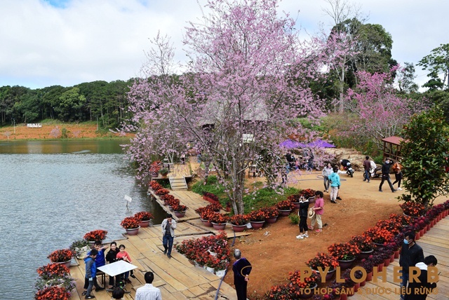 Tiềm Năng Dược Liệu Và Du Lịch Rừng Măng Đen Đại Ngàn