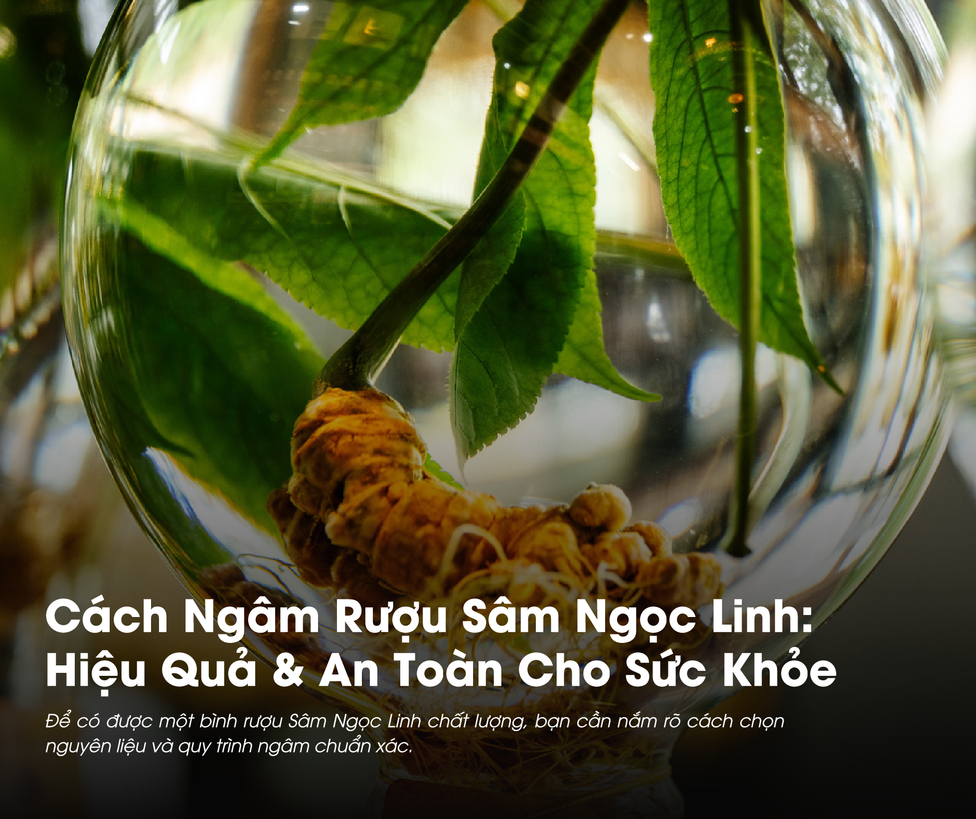 Hướng Dẫn Ngâm Rượu Sâm Ngọc Linh Đúng Chuẩn: Hiệu Quả & An Toàn Cho Sức Khỏe