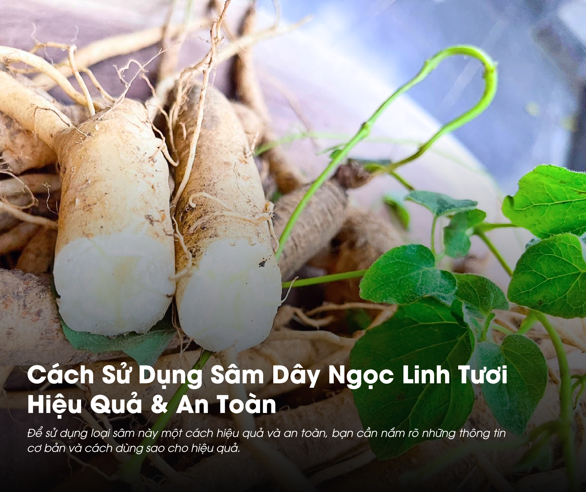 Cách Sử Dụng Sâm Dây Ngọc Linh Tươi Hiệu Quả & An Toàn