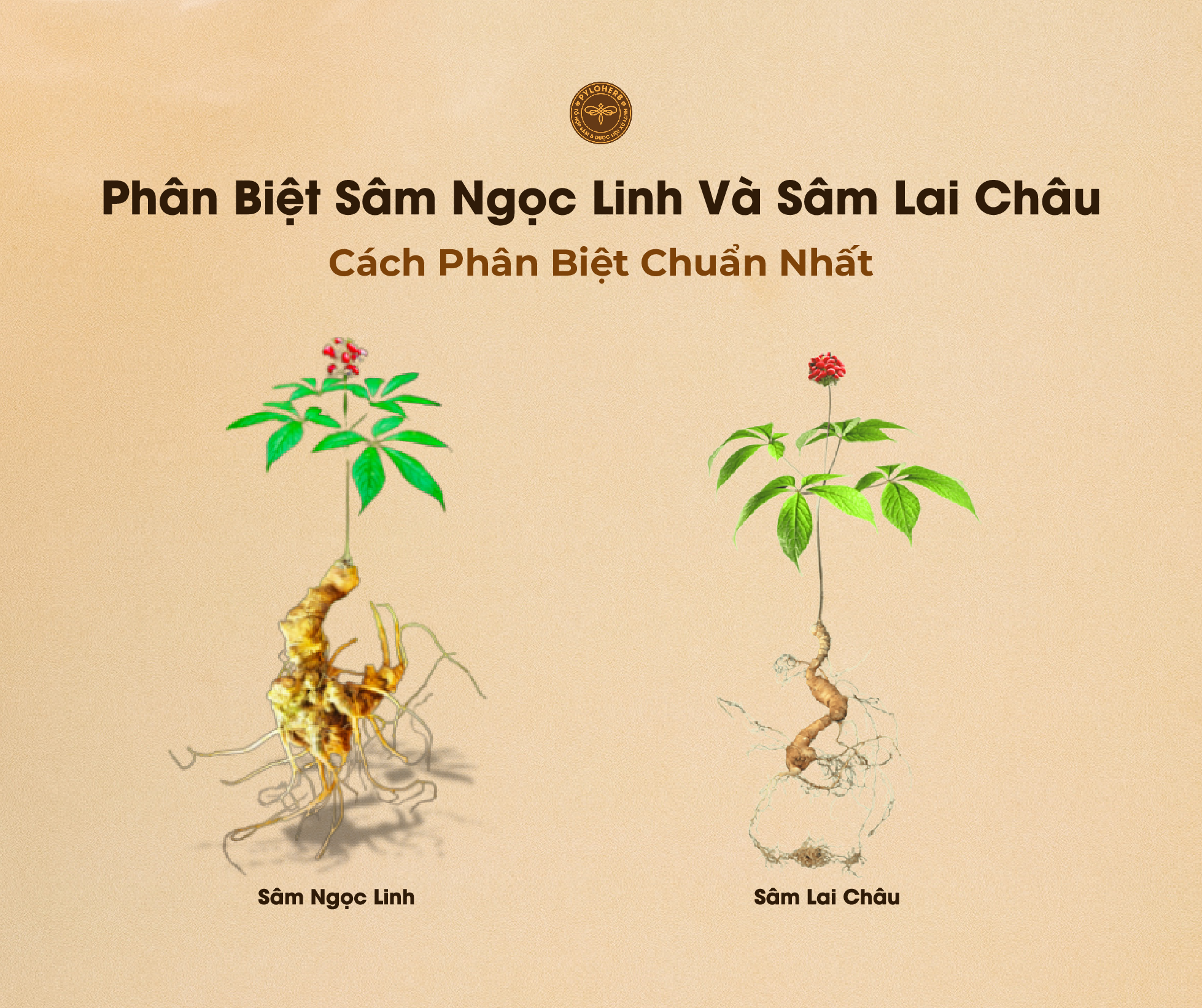 5+ Cách Phân Biệt Sâm Ngọc Linh Và Sâm Lai Châu Chính Xác