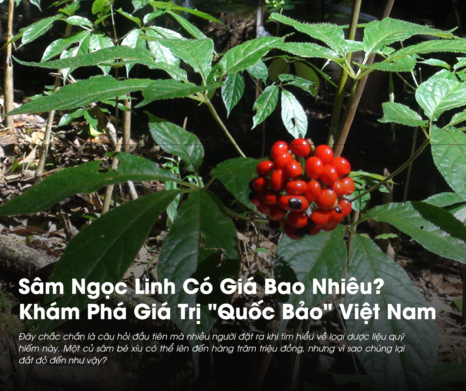 Sâm Ngọc Linh Có Giá Bao Nhiêu? Khám Phá Giá Trị "Quốc Bảo" Việt Nam