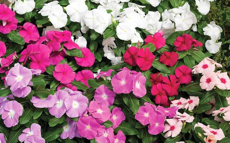 Bài Thuốc Chữa Bệnh Từ Cây Dừa Cạn