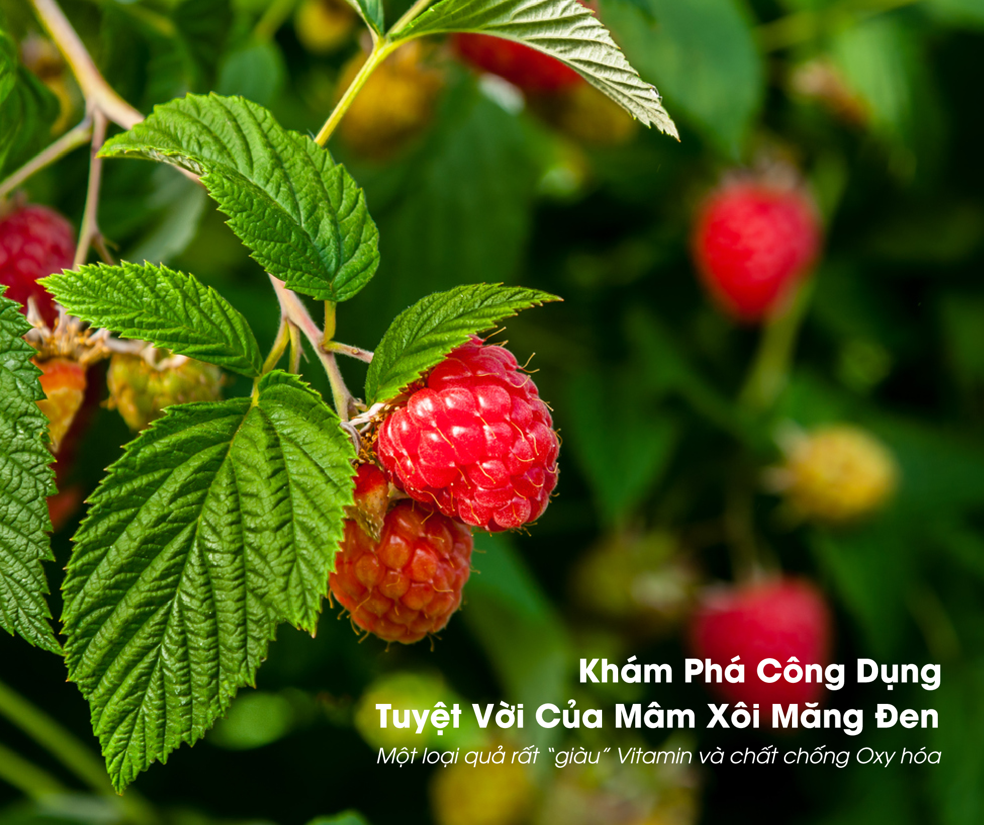 Khám Phá Công Dụng Tuyệt Vời Của Mâm Xôi Măng Đen 