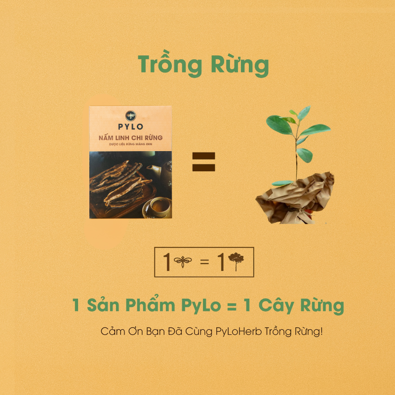 Nấm Linh Chi Tự Nhiên PyLo