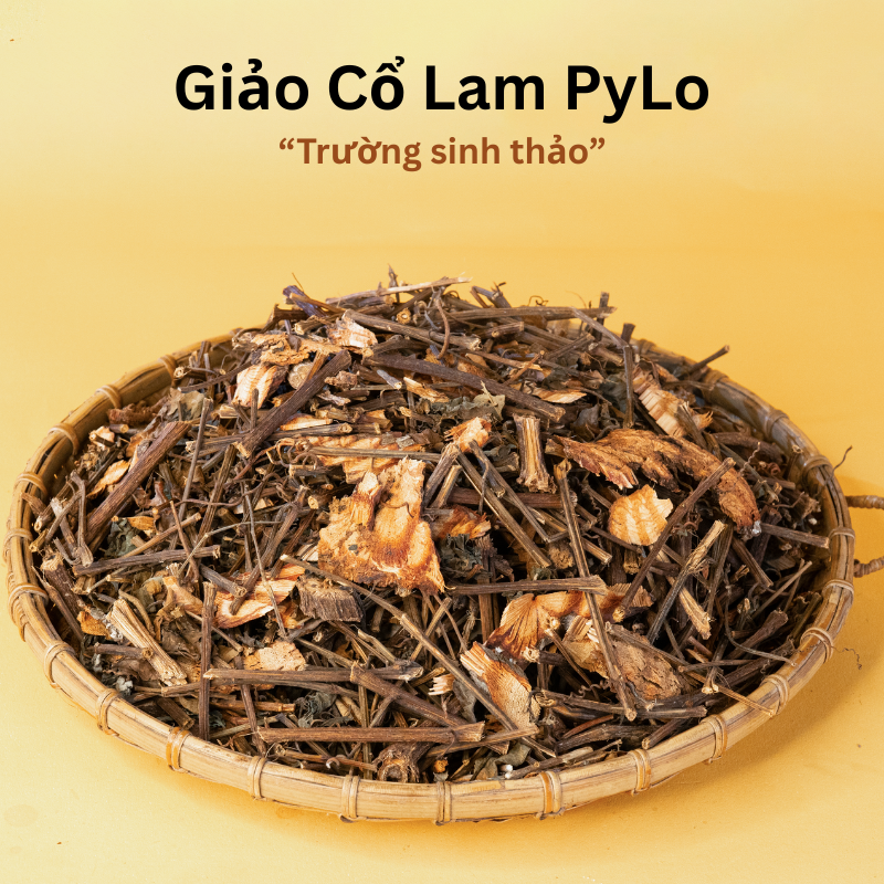Giảo Cổ Lam Măng Đen PyLo