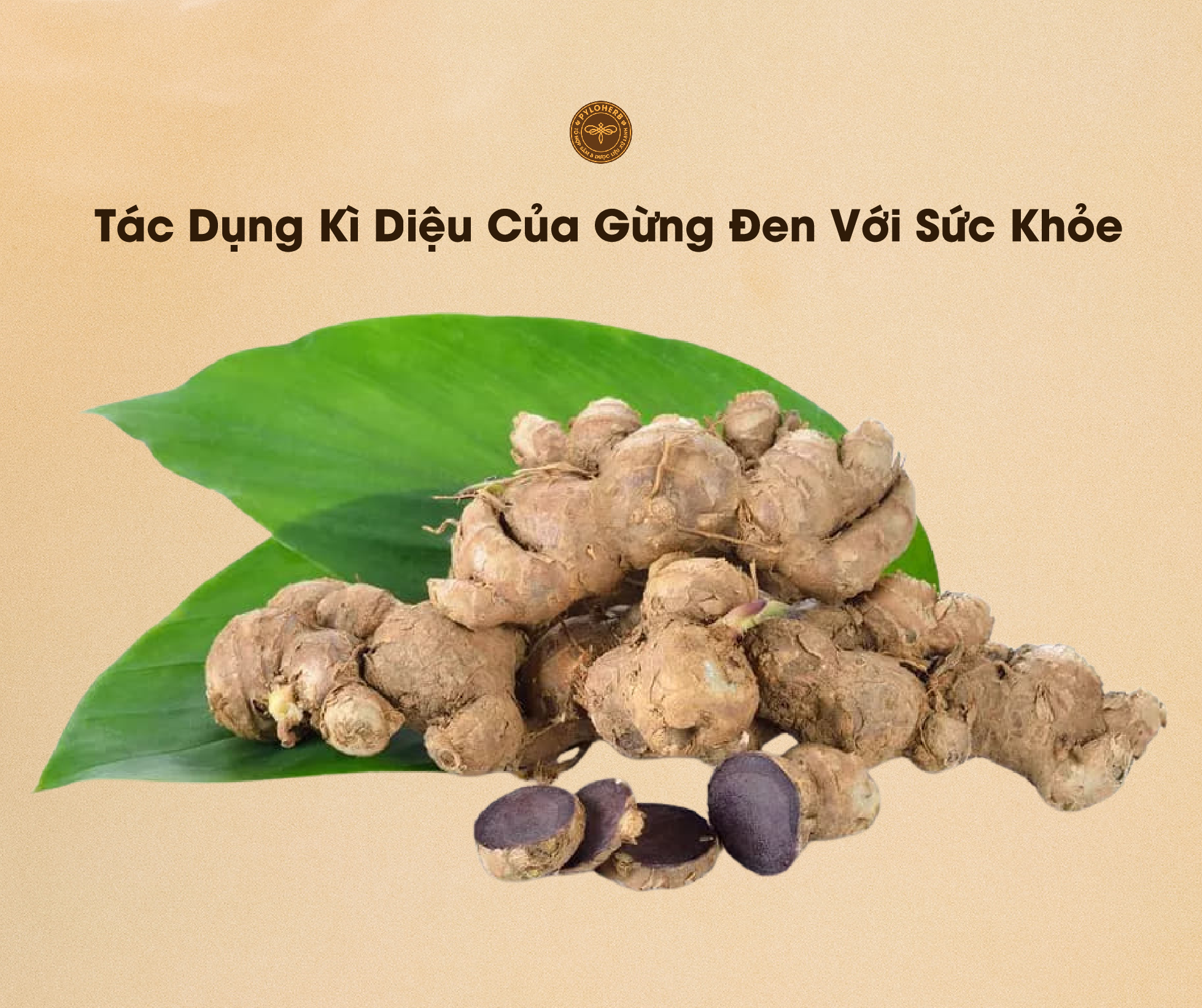 Tác Dụng Của Gừng Đen Với Sức Khỏe Con Người