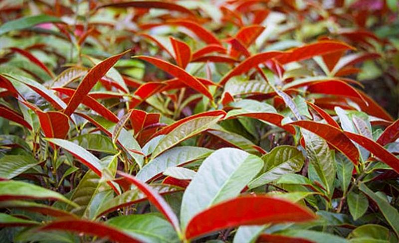 Các Bài Thuốc Từ Cây Đơn Lá Đỏ