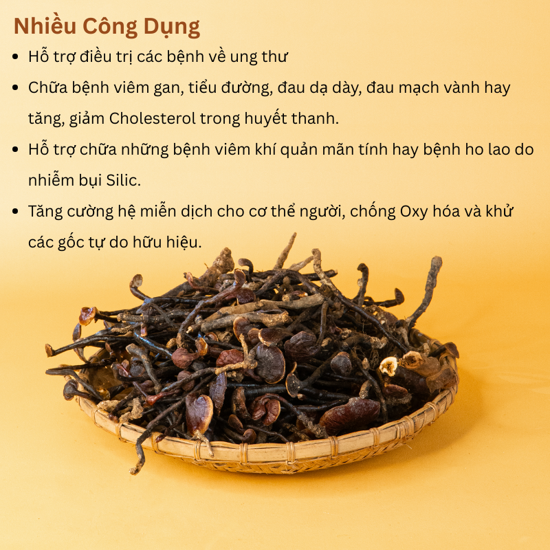 Nấm Linh Chi Cổ Cò PyLo