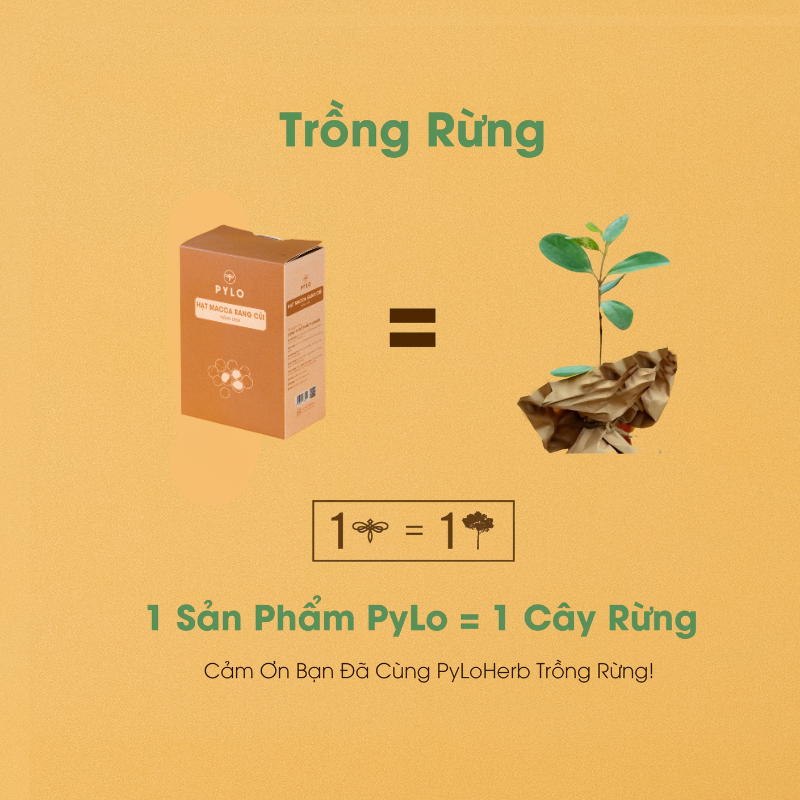 Hạt Macca Rang Củi Măng Đen PyLo