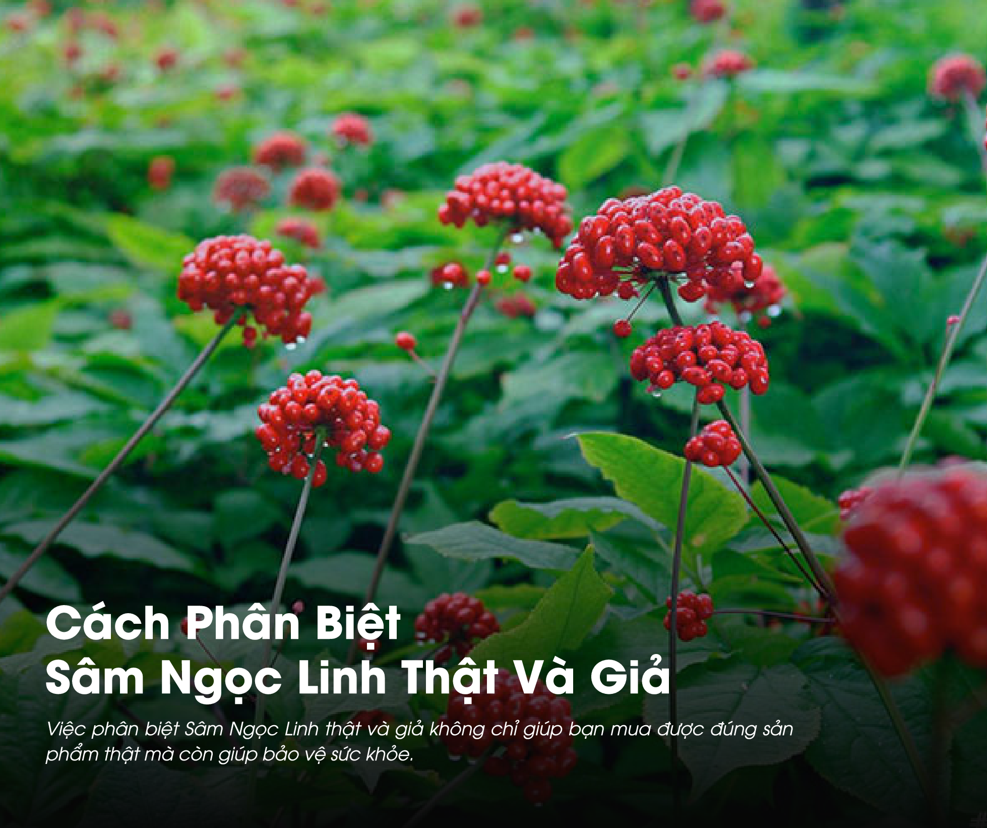 Cách Phân Biệt Sâm Ngọc Linh Thật Và Giả: Mẹo Nhận Biết Chính Xác