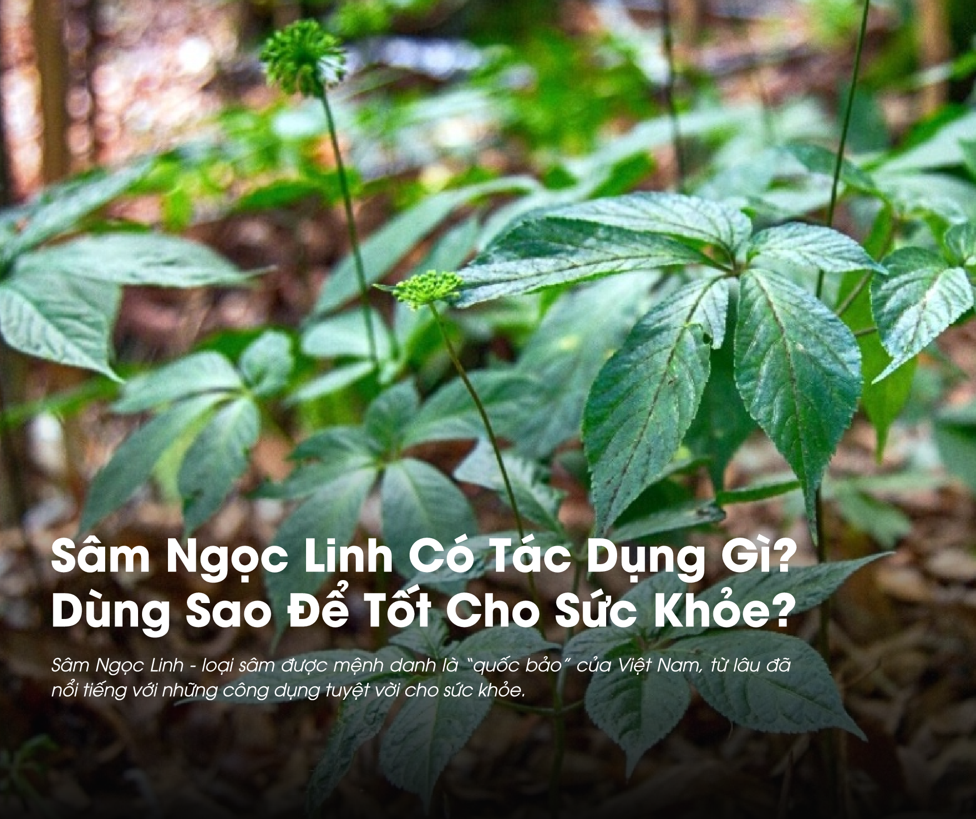 Sâm Ngọc Linh Có Tác Dụng Gì? Dùng Sao Để Tốt Cho Sức Khỏe