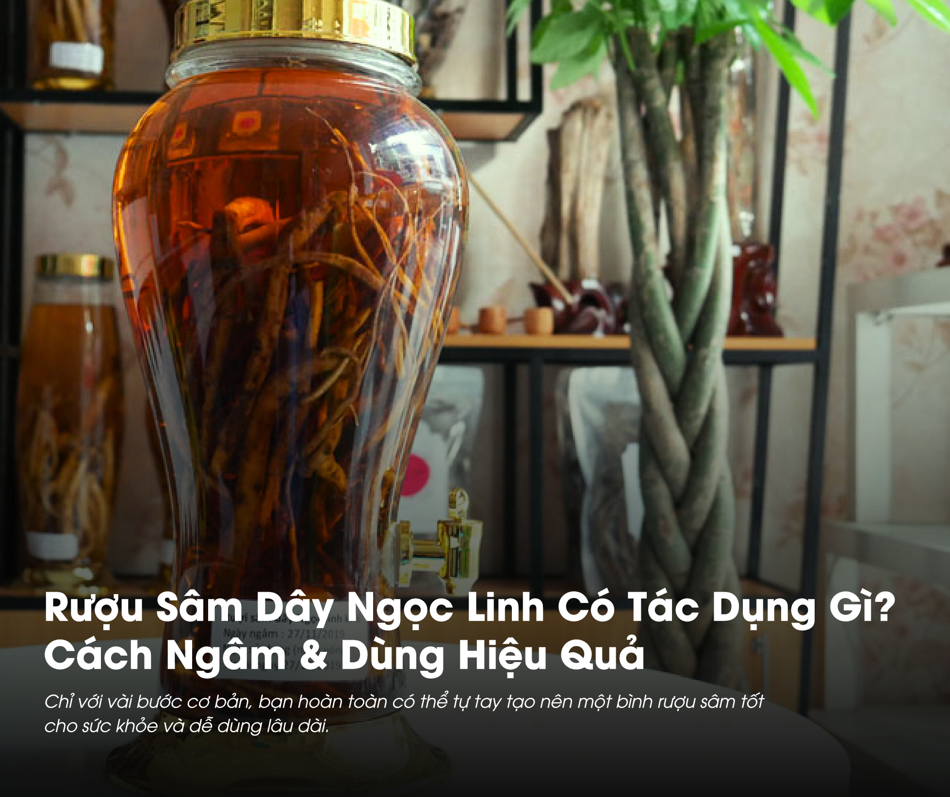 Rượu Sâm Dây Ngọc Linh Có Tác Dụng Gì? Cách Ngâm & Dùng Hiệu Quả 