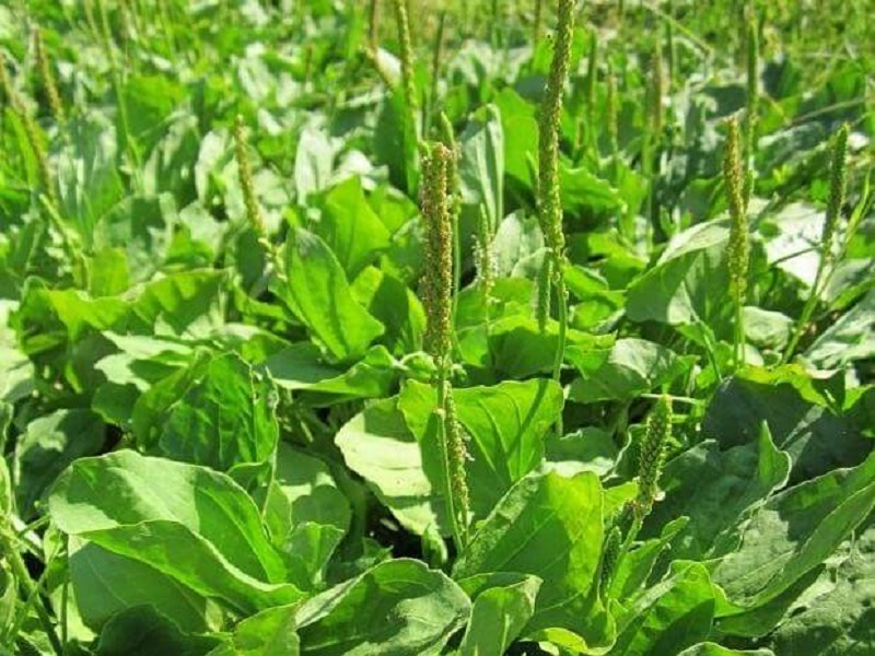 Những Bài Thuốc Hay Từ Cây Mã Đề