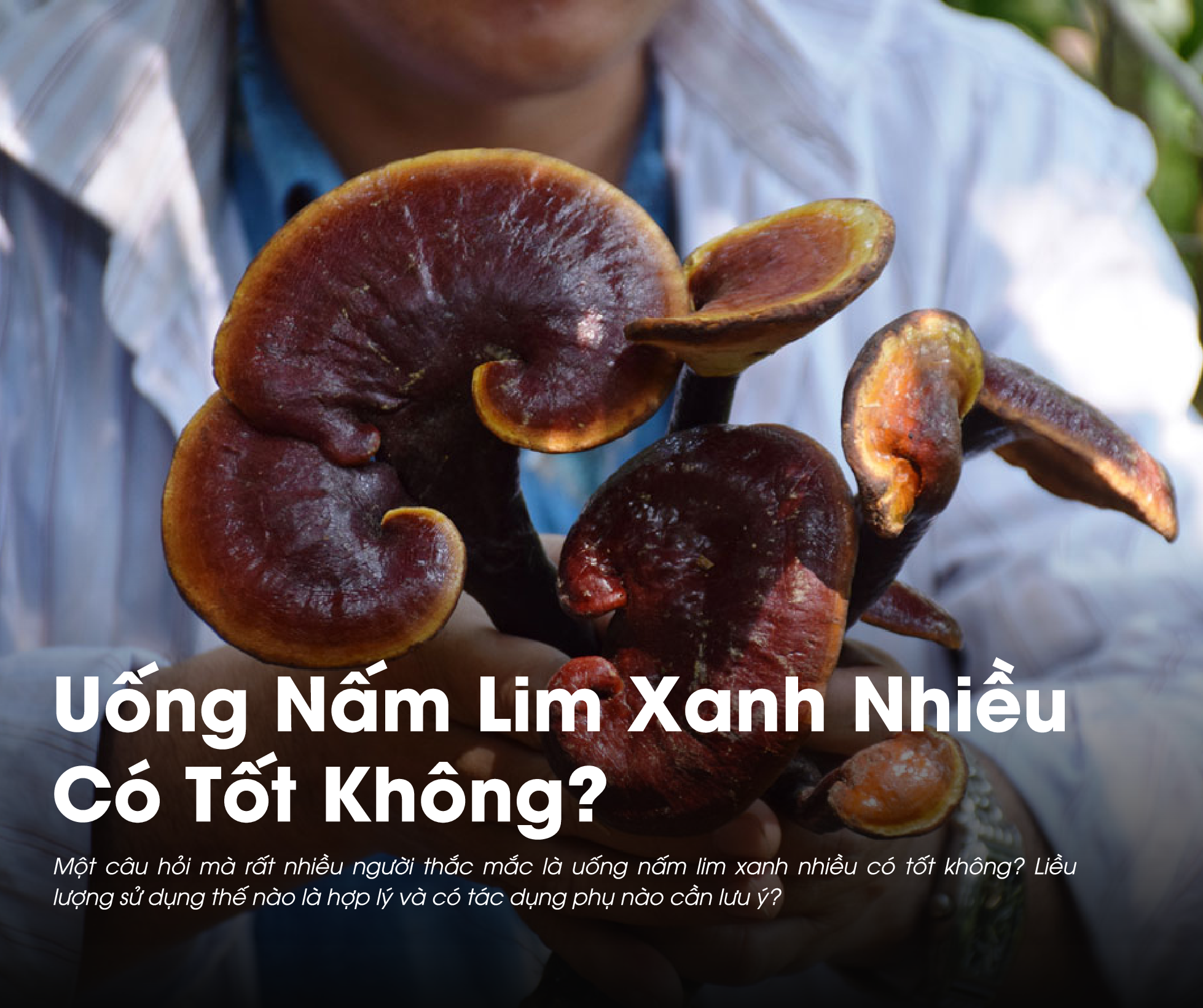 Uống Nấm Lim Xanh Nhiều Có Tốt Không? 