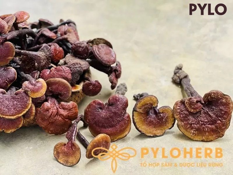 Top 5 Cách Phân Biệt Nấm Linh Chi Rừng Với Các Loại Nấm Linh Chi Khác