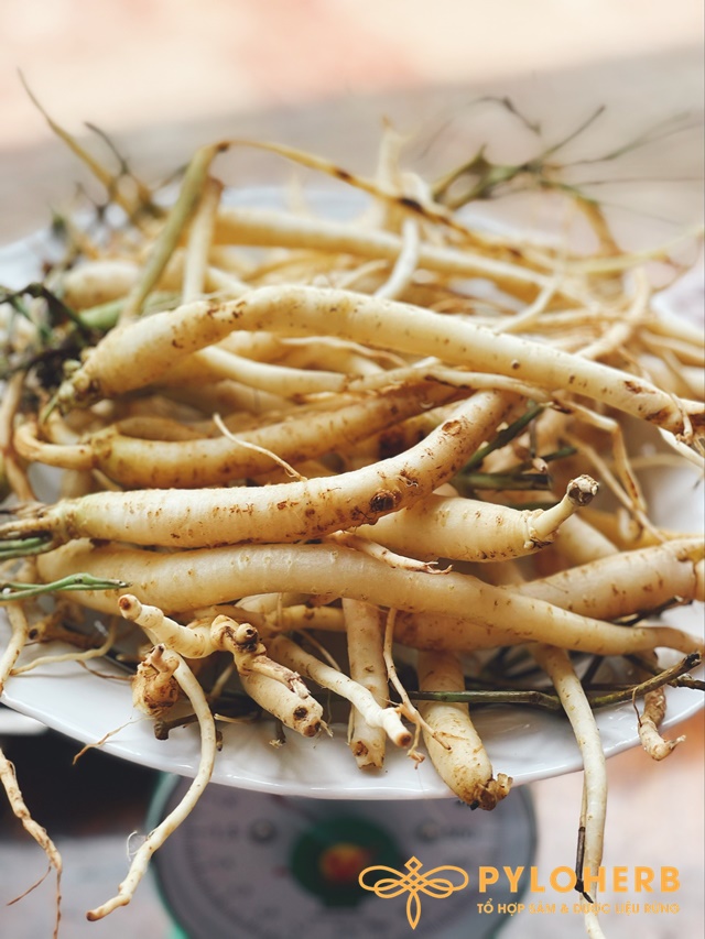 Hồng Đẳng Sâm Được Trồng Ở Đâu?