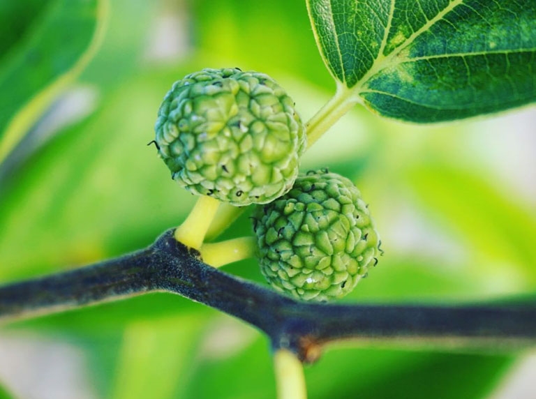 Cây Mỏ Quạ-Vị Thuốc Quý Từ Thiên Nhiên