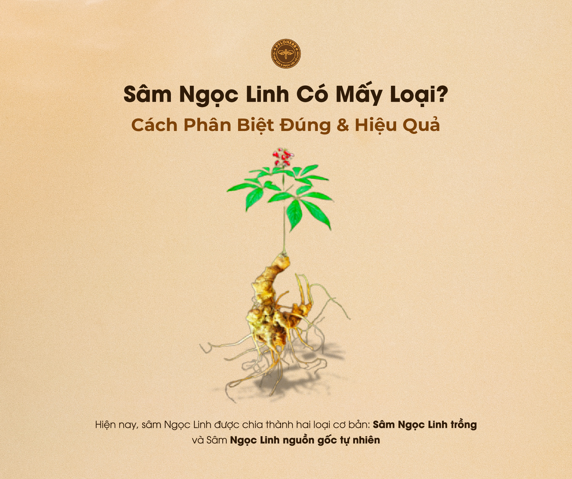 Sâm Ngọc Linh Có Mấy Loại? Cách Phân Biệt Đúng & Hiệu Quả