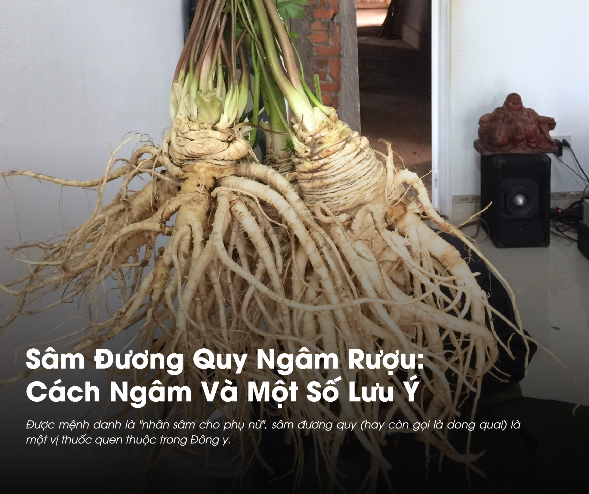 Sâm Đương Quy Ngâm Rượu: Cách Ngâm Và Một Số Lưu Ý 