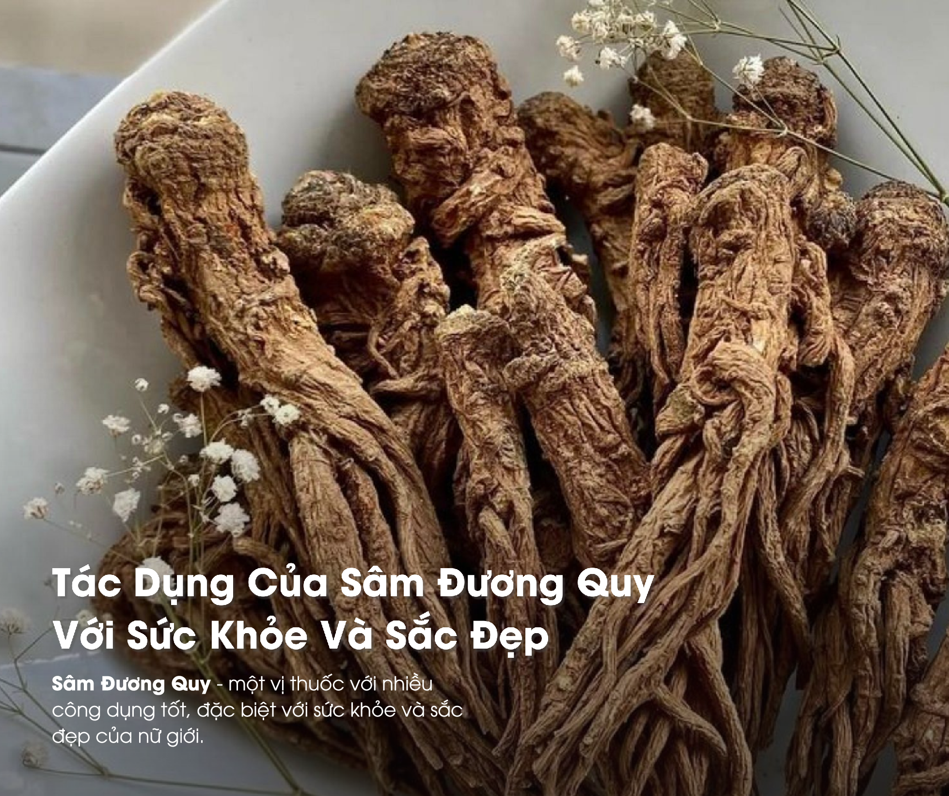 Tác Dụng Của Sâm Đương Quy Với Sức Khỏe Và Sắc Đẹp
