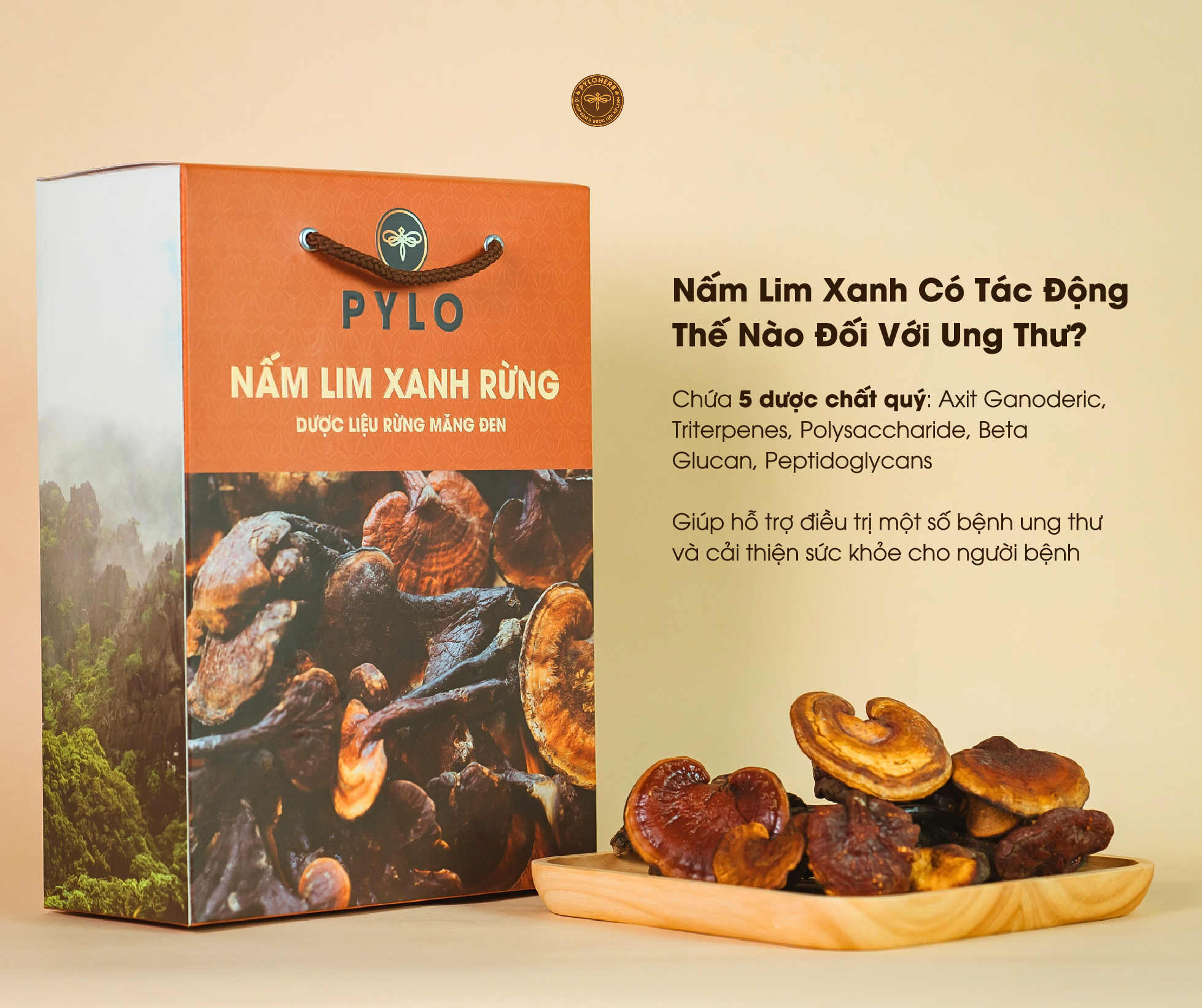 Tác Động Của Nấm Lim Xanh Đối Với Bệnh Ung Thư