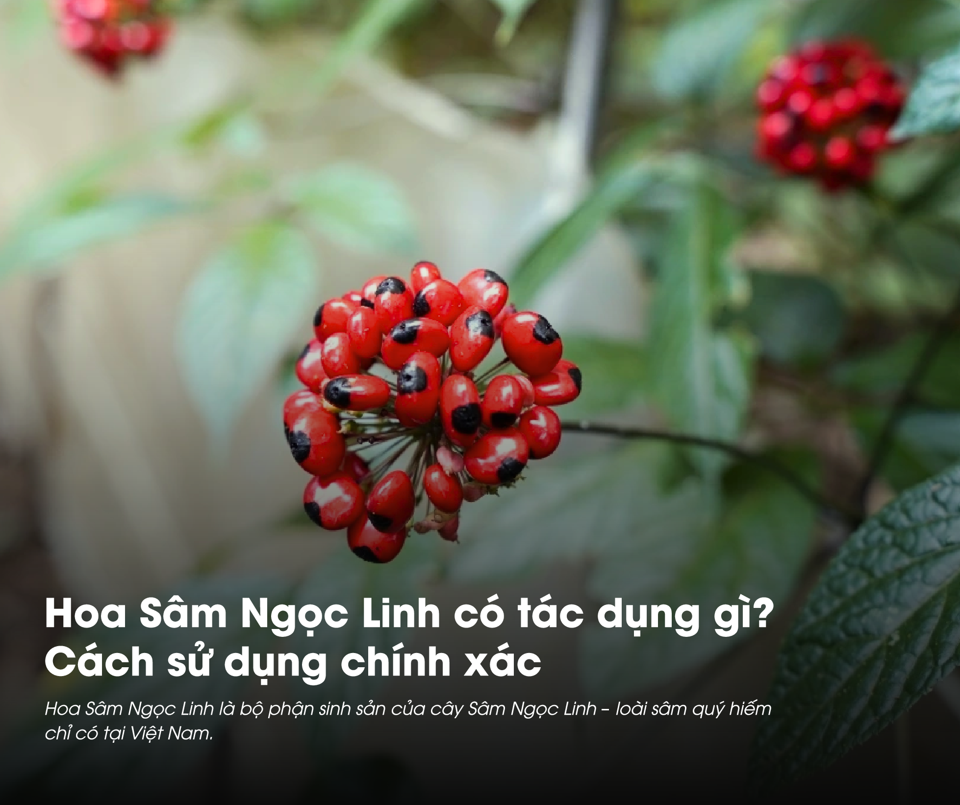 Hoa Sâm Ngọc Linh Có Tác Dụng Gì? Cách Sử Dụng Chính Xác & Hiệu Quả