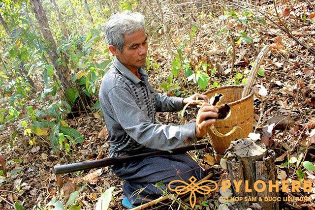 Du Lịch Măng Đen Tự Túc: Khám Phá Tất Tần Tật Từ Ăn, Chơi Đến Quà Mang Về