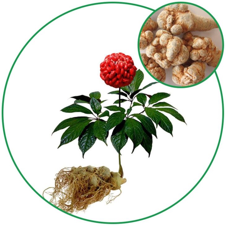 Những Bài Thuốc Hay Từ Tam Thất Bắc