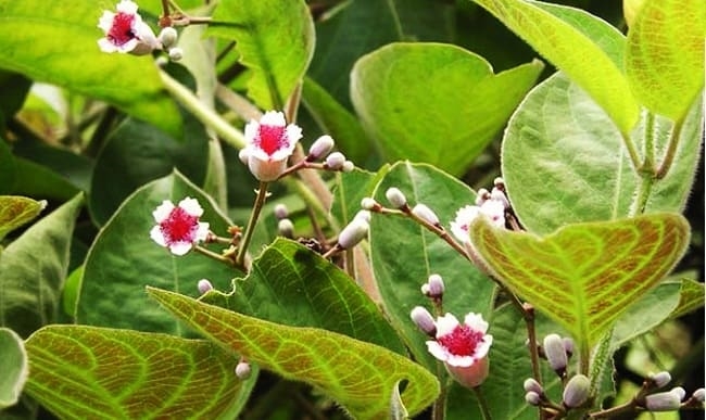 Công Dụng Của Cây Mơ Lông