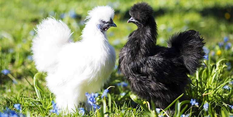 16 Công Dụng Của Gà Ác Với Sức Khỏe Và Cách Sử Dụng