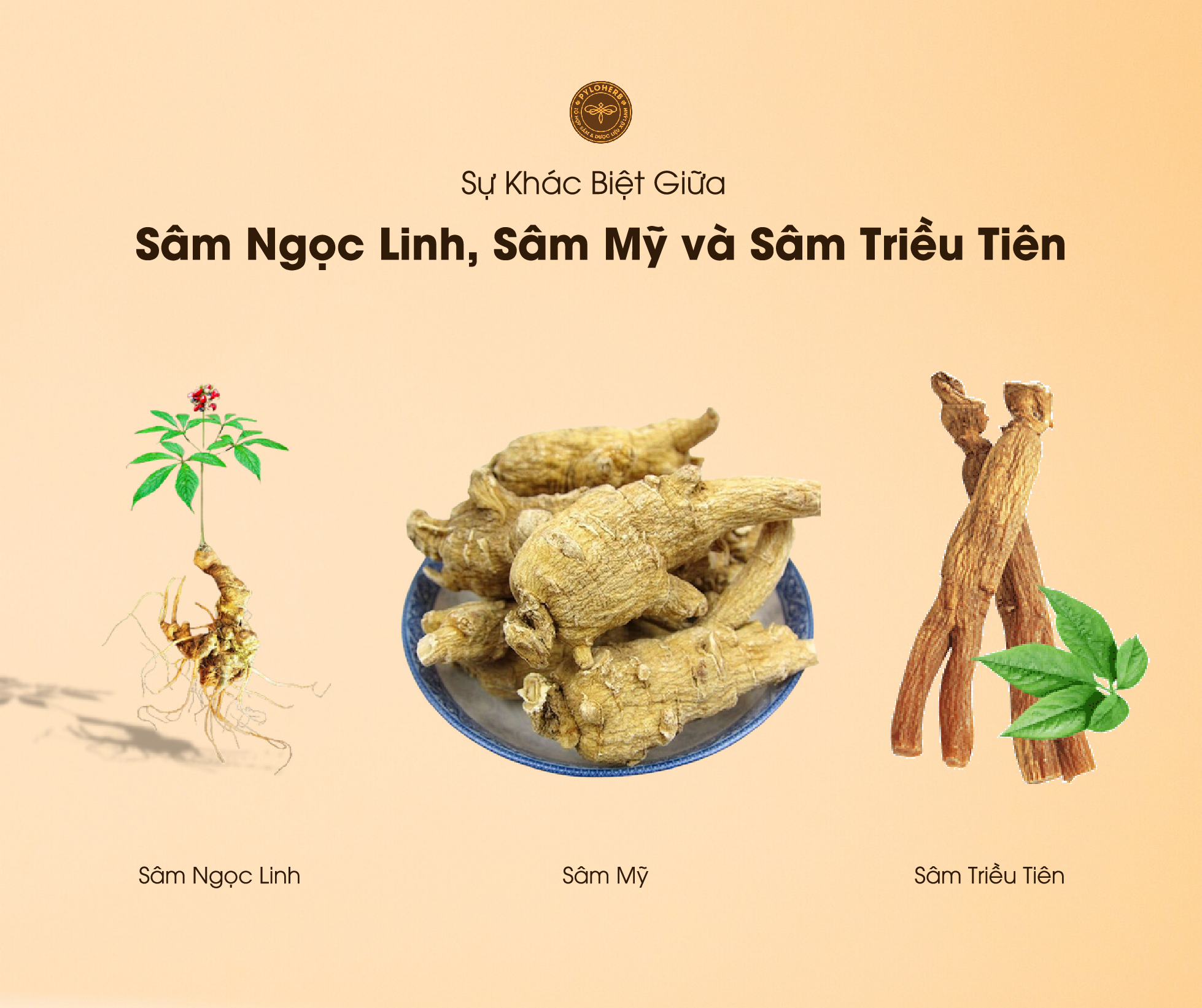 So sánh Sâm Ngọc Linh và sâm Mỹ, Triều Tiên