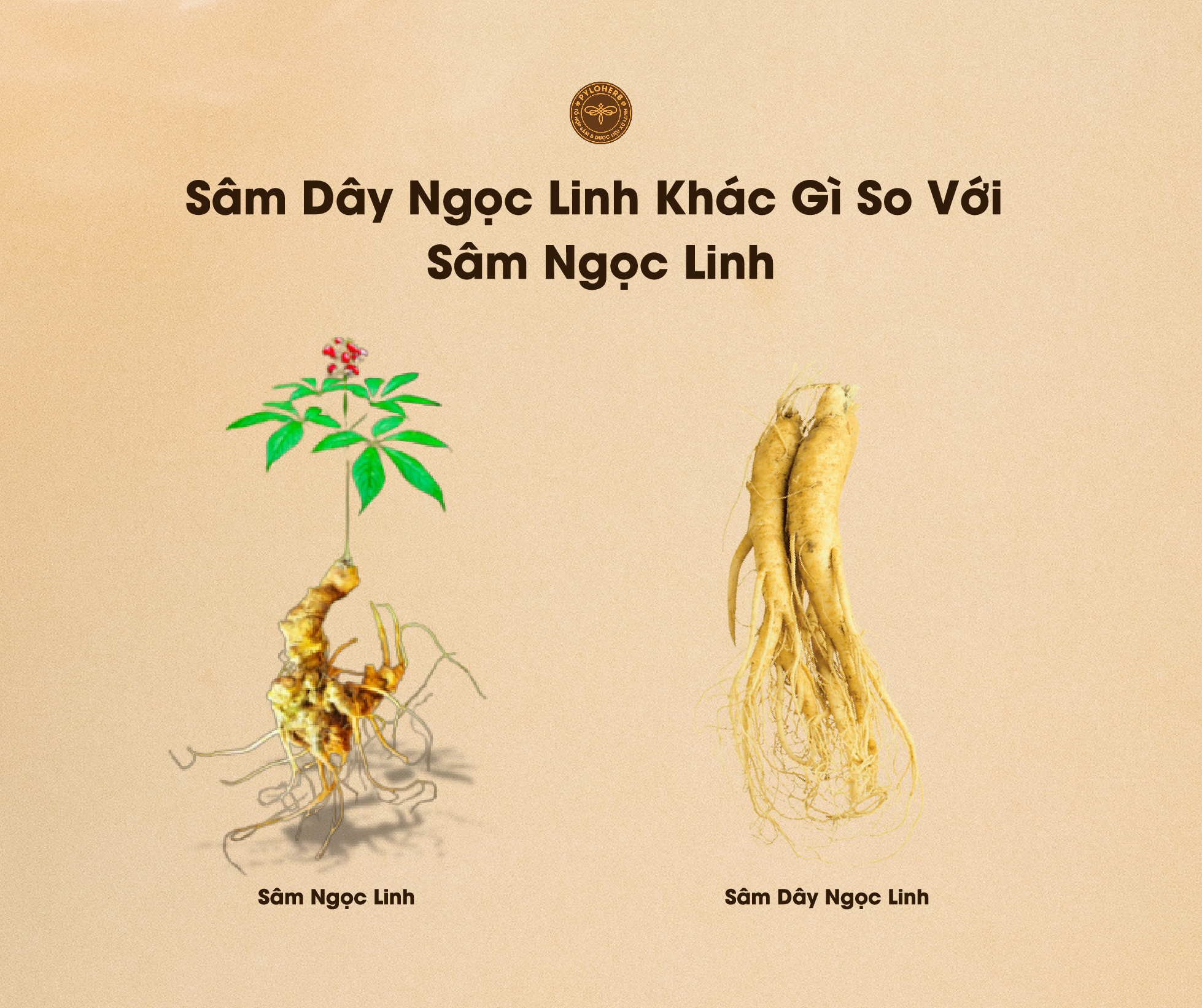 Sâm Dây Ngọc Linh Khác Sâm Ngọc Linh Ở Điểm Nào? 