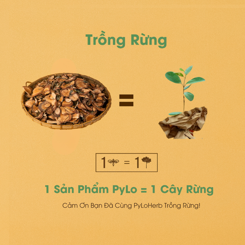 Chè Dây PyLo