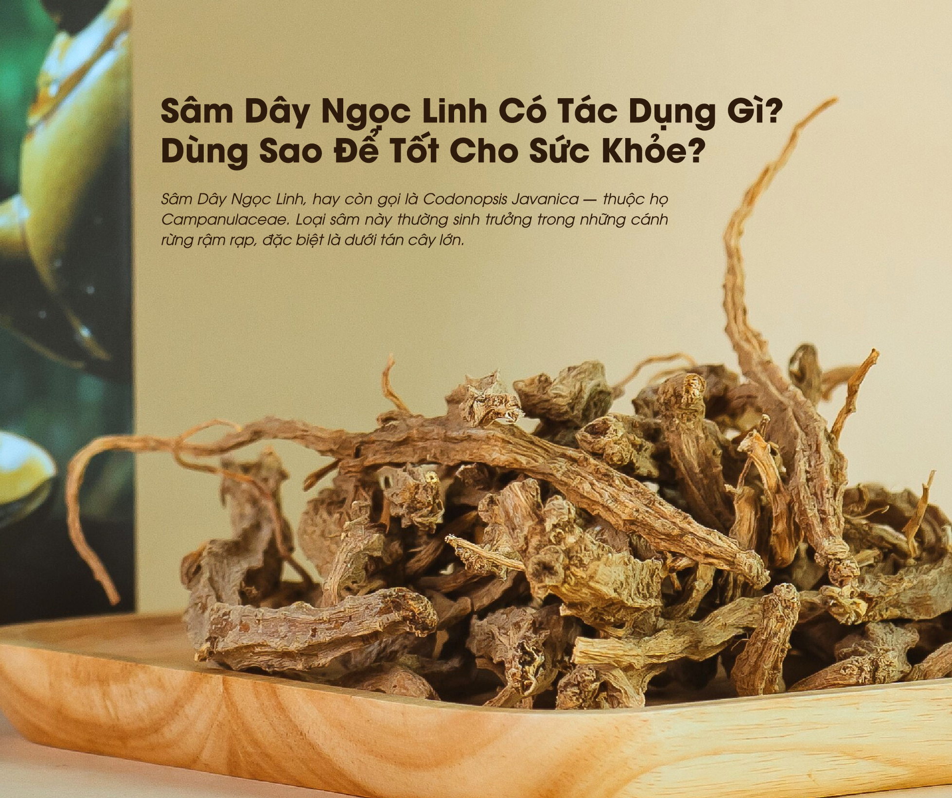 Sâm Dây Ngọc Linh Có Tác Dụng Gì? Dùng Sao Cho Đúng & Hiệu Quả