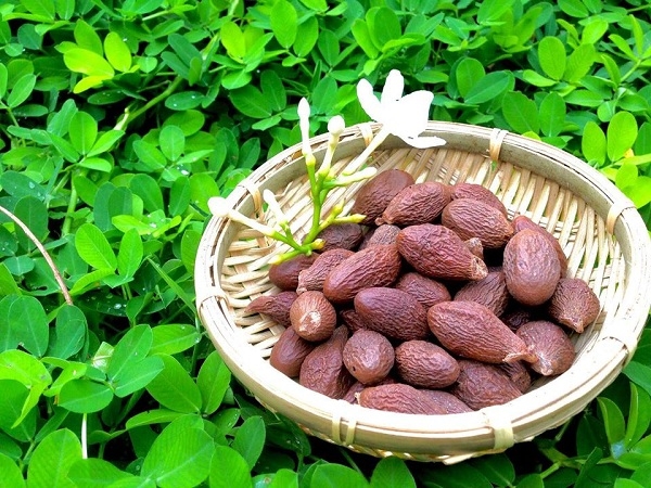 Lợi Ích Ít Biết Từ Quả Bàng Đại Hải