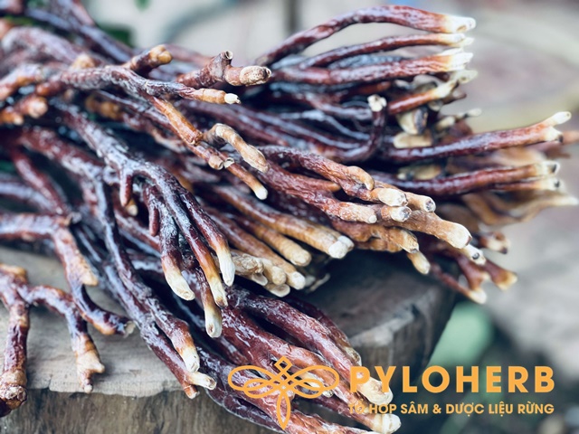 Nấm Linh Chi Sừng Hươu Rừng