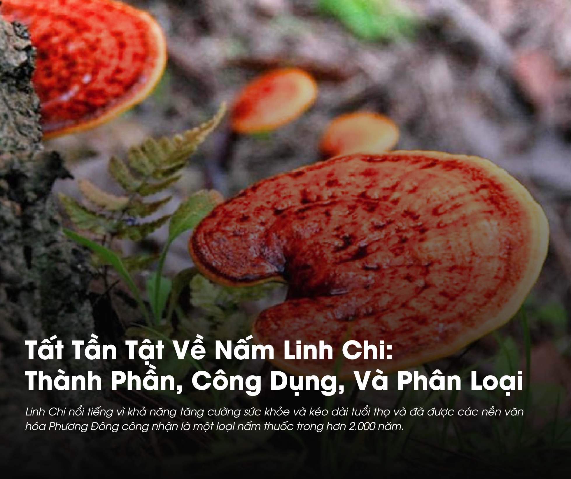 Tất Tần Tật Về Nấm Linh Chi: Thành Phần, Công Dụng Và Phân Loại Nấm