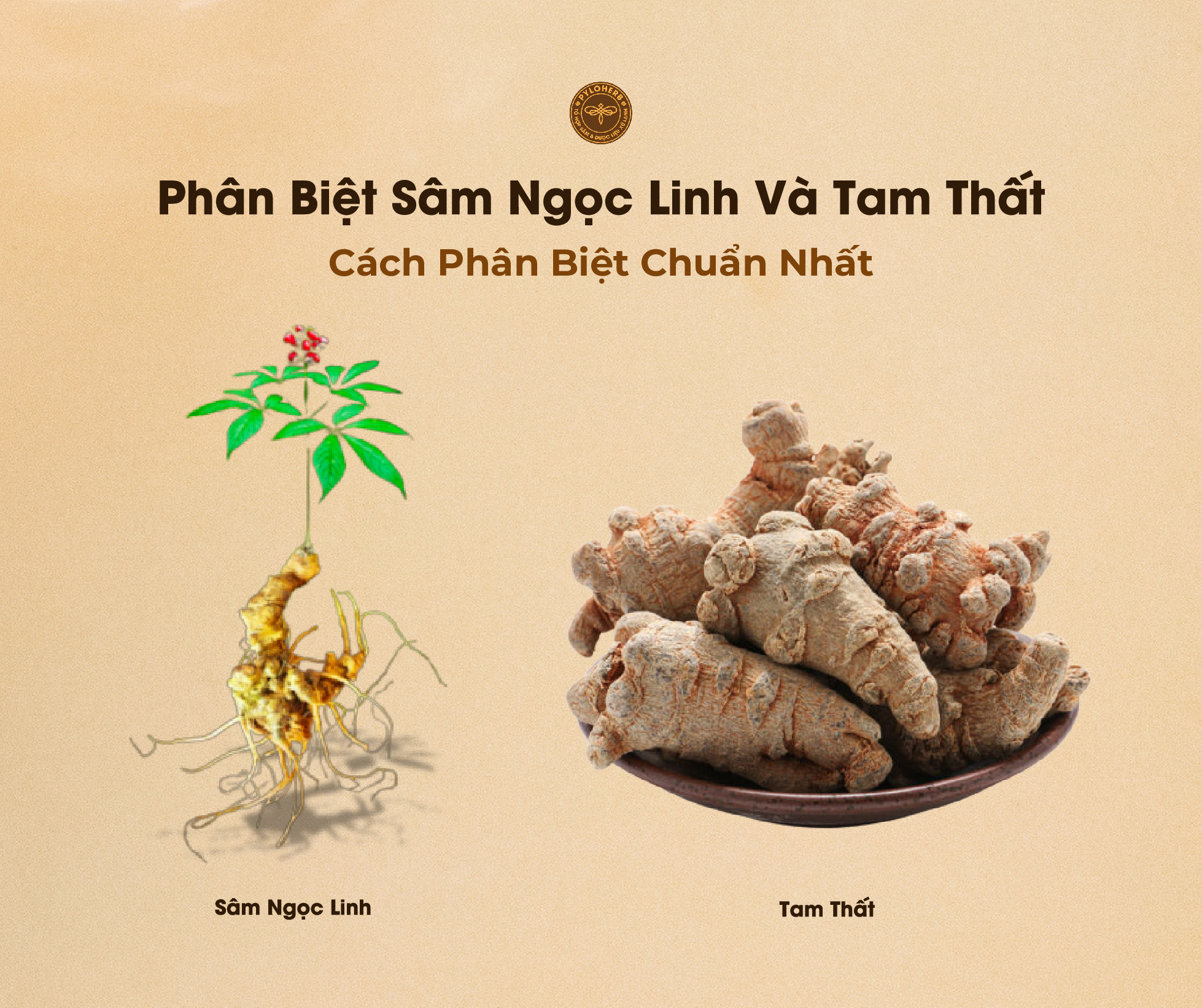 5 Cách Phân Biệt Sâm Ngọc Linh Và Tam Thất Chính Xác Nhất