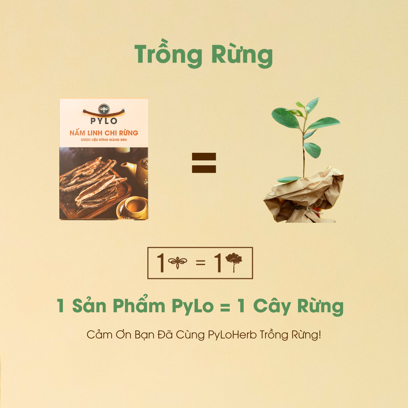 Nấm Linh Chi Tự Nhiên PyLo - Ảnh 6