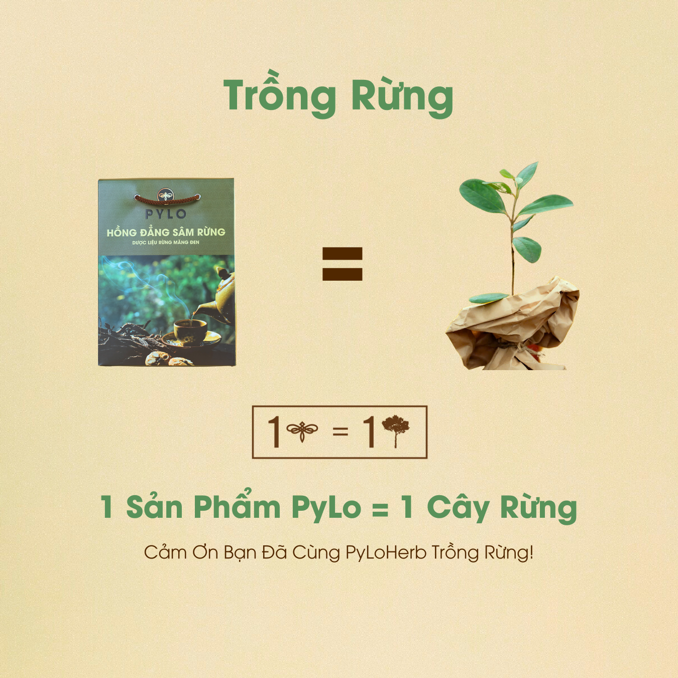 Hồng Đẳng Sâm PyLo (Sâm Dây Ngọc Linh) - Ảnh 5