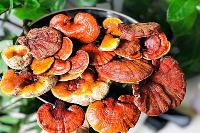 Đặc biệt, nấm lim xanh còn có tác dụng cực kỳ hữu hiệu đối với các căn bệnh về ung thư