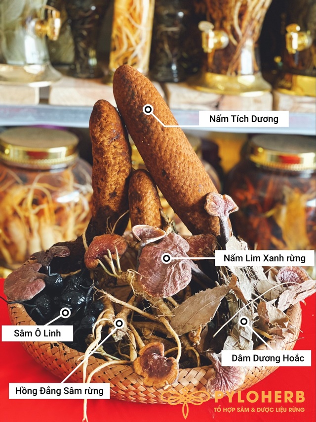dược liệu sức khỏe đại ngàn