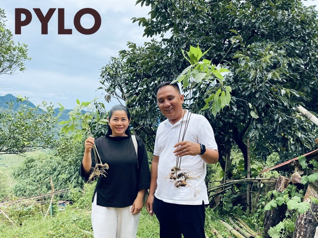 Sâm Ngọc Linh Rừng PyLo