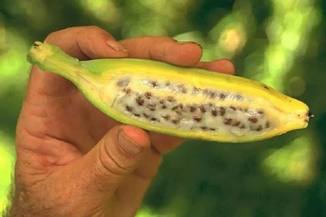 Chuối hột rừng chữa nhiều bệnh