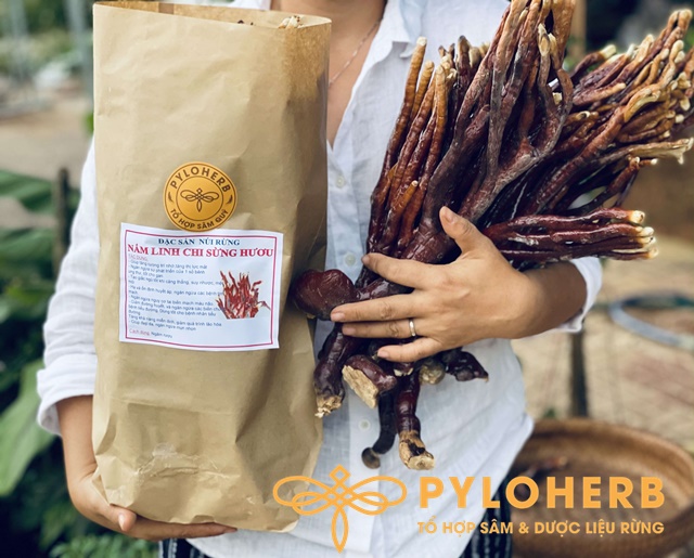 Nấm Linh Chi Sừng Hươu Rừng