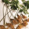 Sâm Ngọc Linh bán tự nhiên