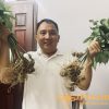 Sâm Ngọc Linh trồng dạng tươi